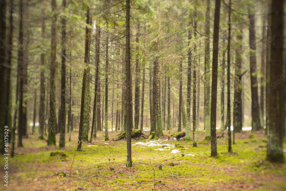 tree trunks of the forest with ground covered by carpet of moss tree trunks of the forest with ground covered by carpet of moss