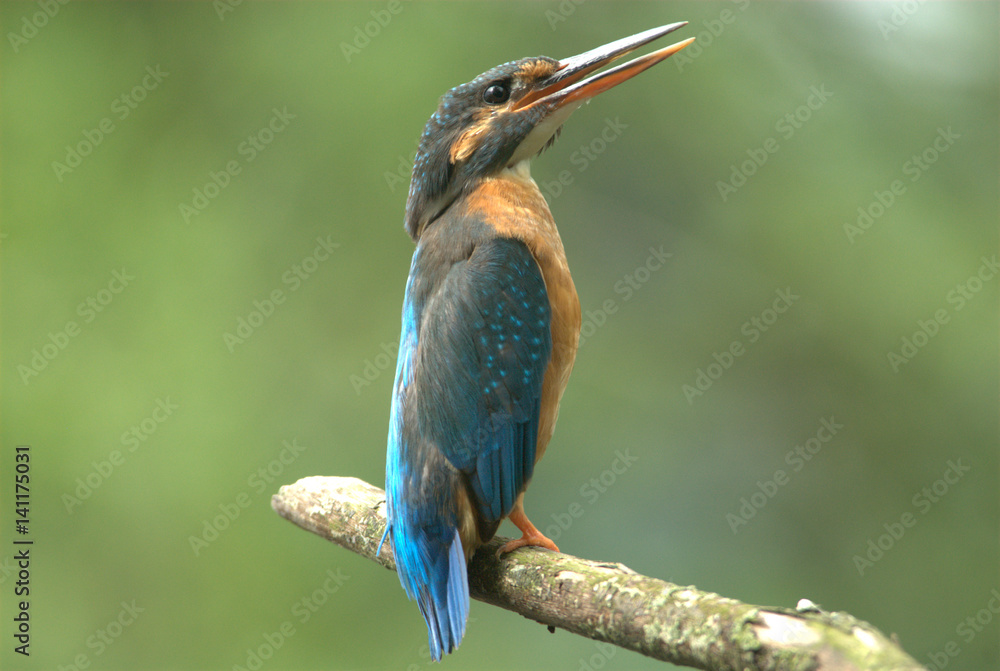 Fototapeta premium Eisvogel auf Ast