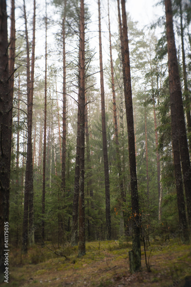 Obraz premium tall trees of the forest in foggy day