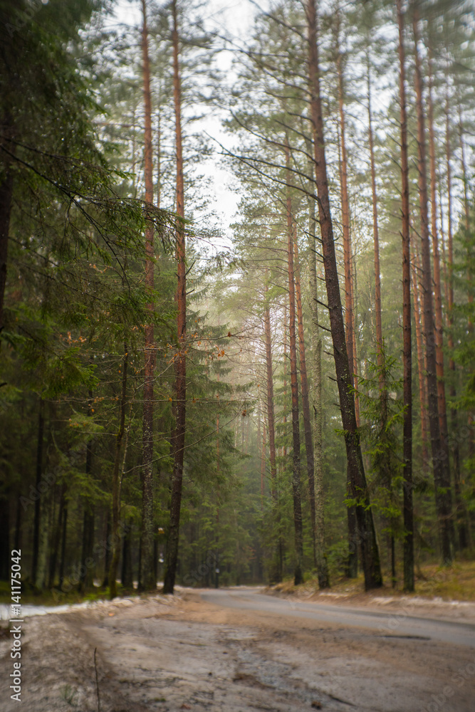 Fototapeta premium road through the forest with tall trees in bright day