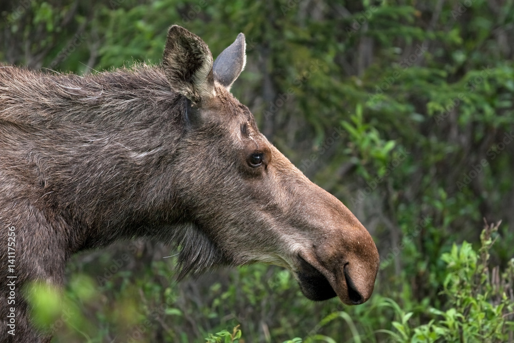 moose, elk,  alces alces, Alaska