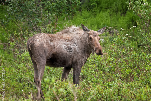 moose, elk, alces alces, Alaska