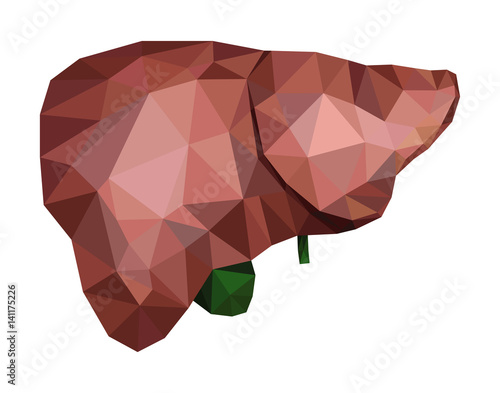 Human liver with bile duct and gallbladder in low poly