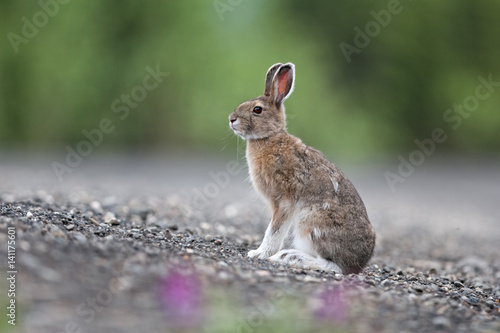 mountain hare, lepus timidus, Alaska