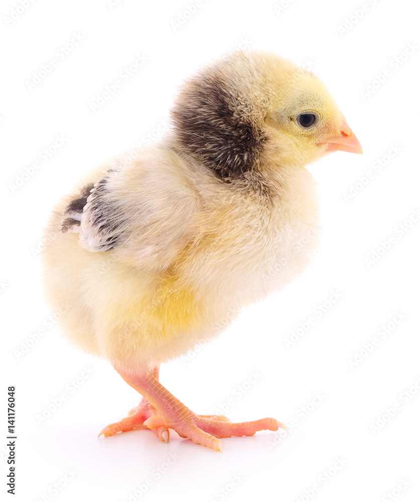 Fototapeta premium Small yellow chicken