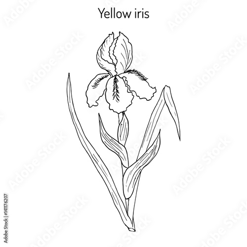 Vector illustration with yellow iris flower