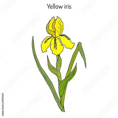 Yellow iris flower, or water flag, or lever Iris pseudacorus . Medicinal plant