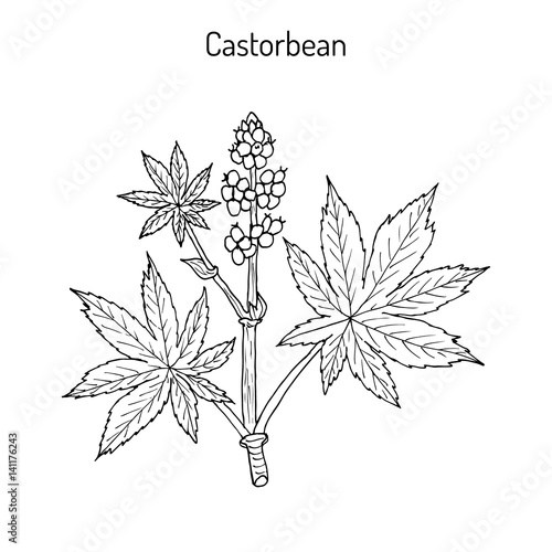 Castorbean, or Castor-oil-plant Ricinus communis , medicinal plant
