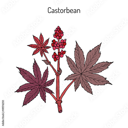 Castorbean, or Castor-oil-plant Ricinus communis , medicinal plant