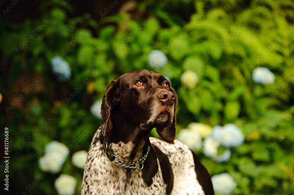 German Shorthair Pointer dog among green ferns and flowers