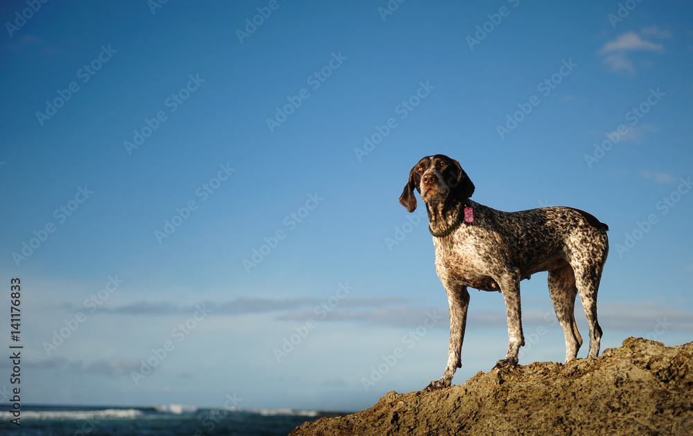 German Shorthair Pointer dog standing on rock overlooking ocean water