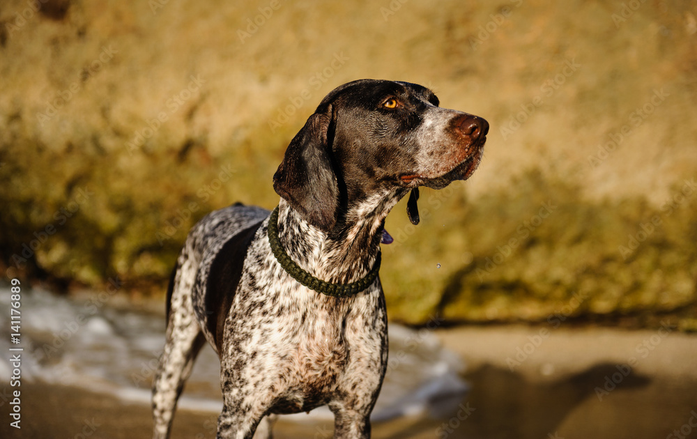 German Shorthair Pointer dog at shore with waves
