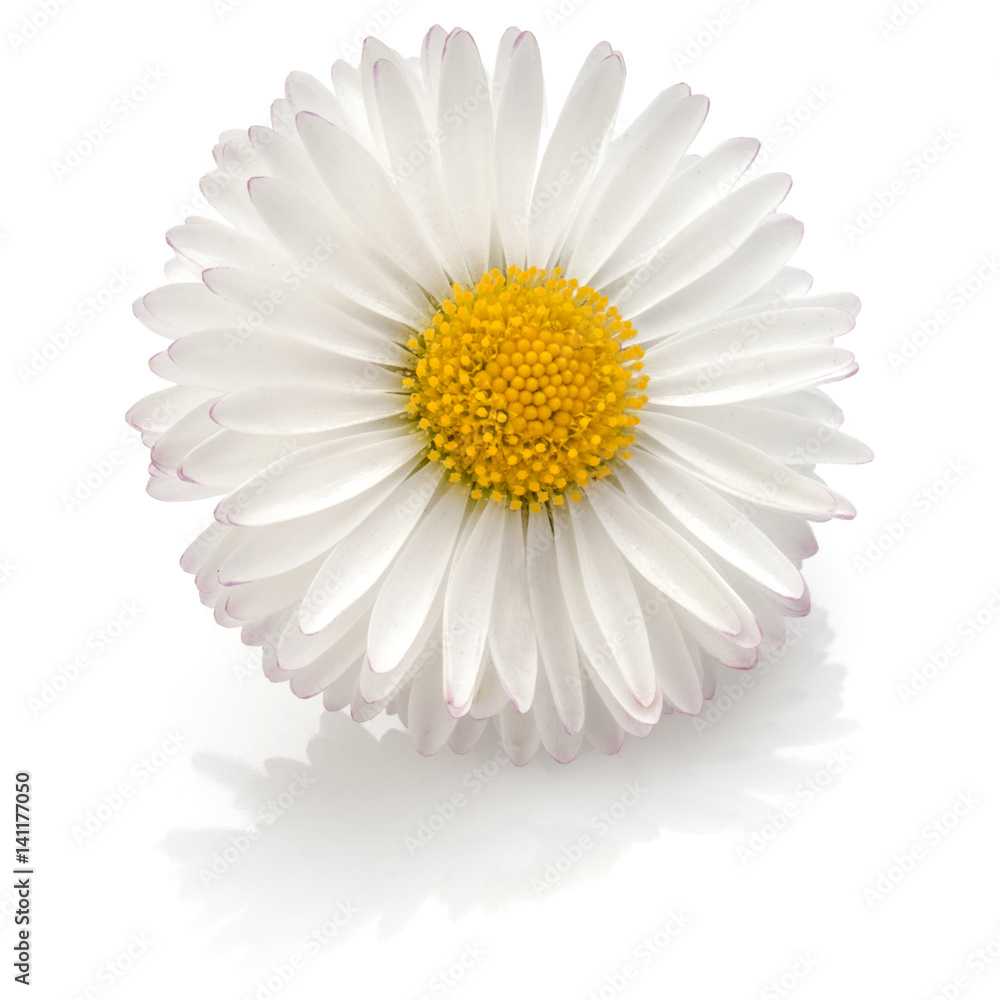 Beautiful Single Daisy Flower Isolated On White Background Cutout Stock