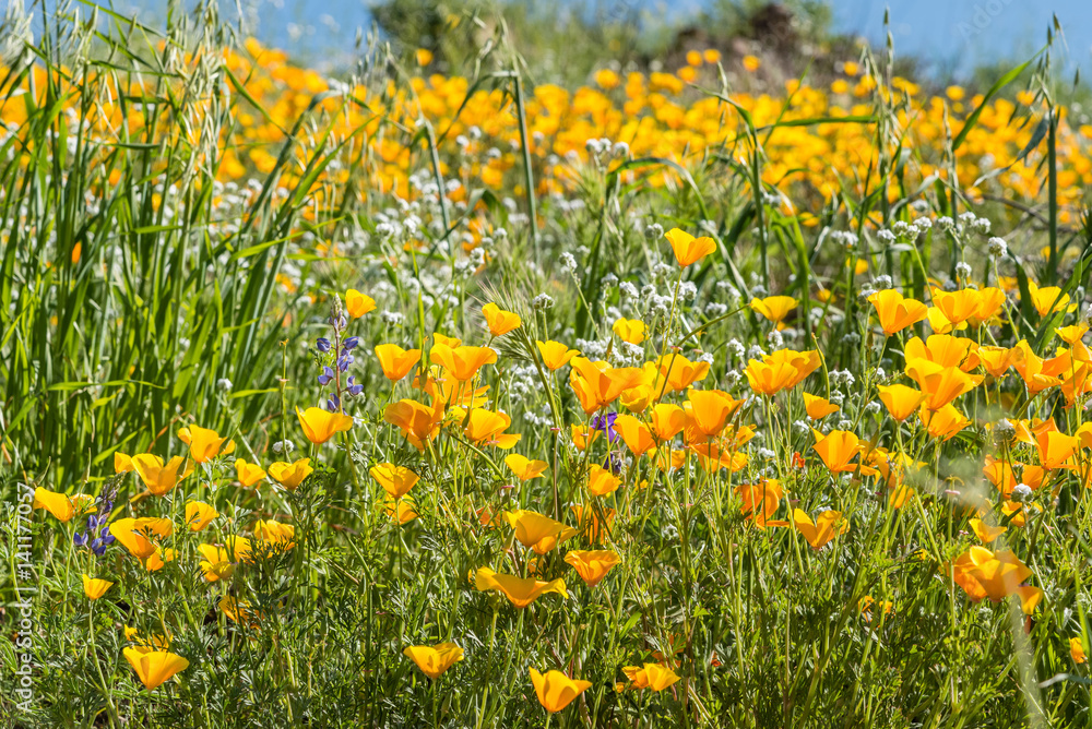 California poppies and wildflowers color the mountains during superbloom in southern California.
