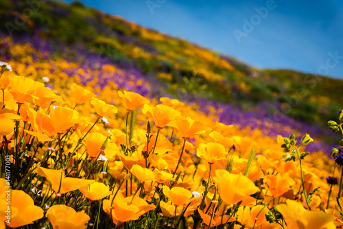 Slika na platnu California poppies and wildflowers color the mountains during superbloom in southern California