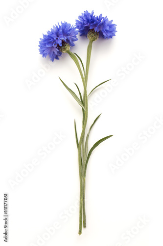 Blue Cornflower Herb or bachelor button flower head isolated on white background cutout © Natika