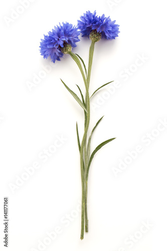 Blue Cornflower Herb or bachelor button flower head isolated on white background cutout