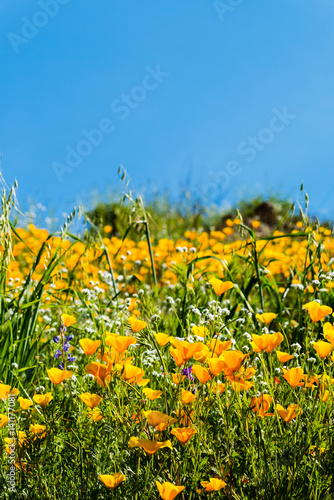 Fototapeta Naklejka Na Ścianę i Meble -  California poppies and wildflowers color the mountains during superbloom in southern California.