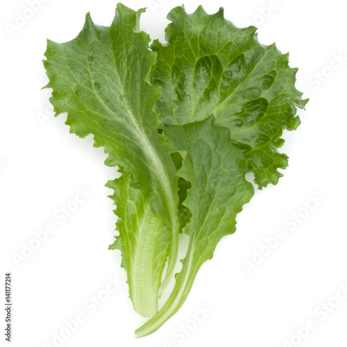 Close up studio shot of fresh green endive salad leaf isolated on white background.