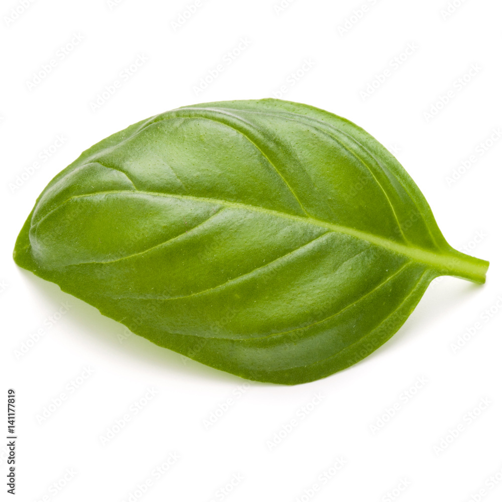Sweet basil herb leaves isolated on white background closeup Sweet basil herb leaves isolated on white background closeup