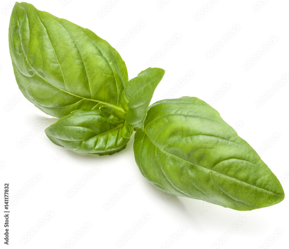 Fototapeta premium Sweet basil herb leaves isolated on white background closeup