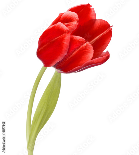 Fototapeta Naklejka Na Ścianę i Meble -  red tulip flower head isolated on white background