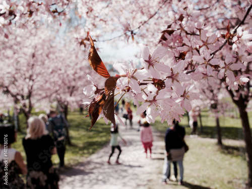 cherry blossom, the spring of helsinki, Finland