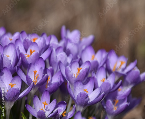  Crocoideae, purple spring crocuses photo