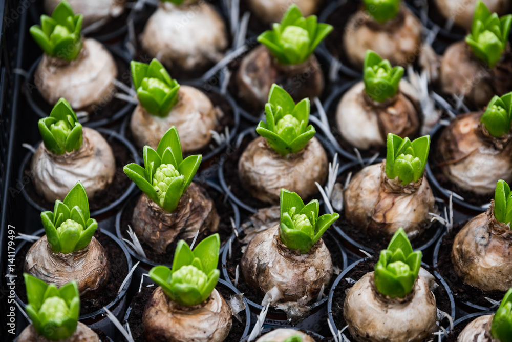 Naklejka premium Kwitnące tulipany