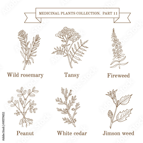 Vintage collection of hand drawn medical herbs and plants, wild rosemary, tansy, fireweed, peanut, white cedar, jimson weed