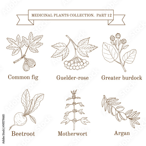Vintage collection of hand drawn medical herbs and plants, common fig, guelder-rose, greater burdock, beetroot, motherwort, argan