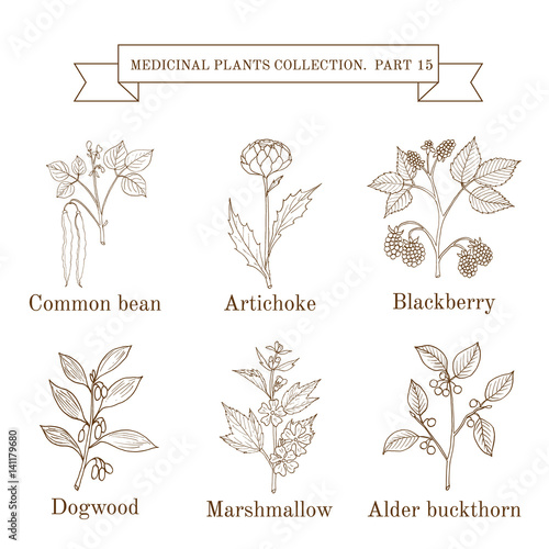 Vintage collection of hand drawn medical herbs and plants, common bean, artichoke, blackberry, dogwood, marshmallow, alder buckthorn