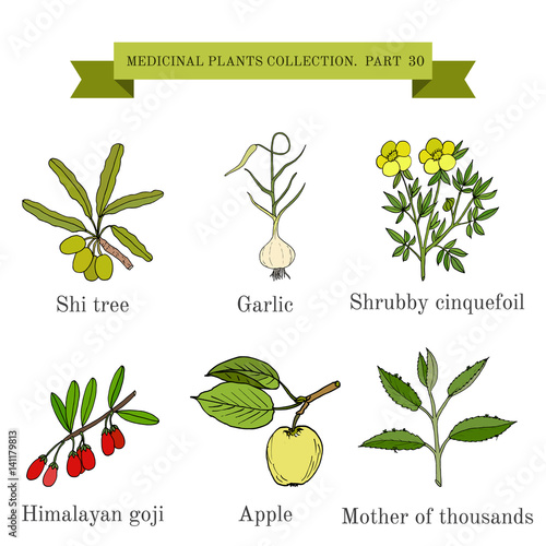 Vintage collection of hand drawn medical herbs and plants, shi, garlic, shrubby cinquefoil, goji, apple, mother-of-thousands