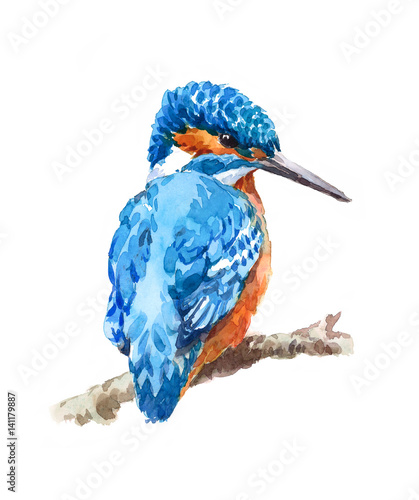 Watercolor Bird Kingfisher Sitting on the Branch Hand Painted Wildlife Illustration isolated on white background
