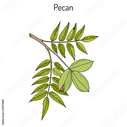 Pecan Carya illinoinensis nuts with leaves