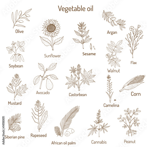 Vector collection of different oil plants