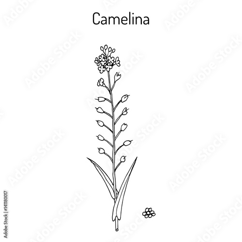 Camelina sativa or gold-of-pleasure, or false flax, flowering oil plant