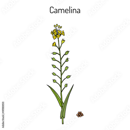 Camelina sativa or gold-of-pleasure, or false flax, flowering oil plant