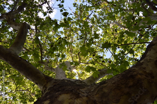 Spring tree