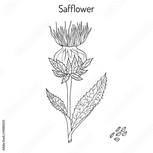 Valokuva Safflower Carthamus tinctorius , oil plant