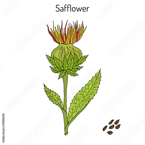 Canvas-taulu Safflower Carthamus tinctorius , oil plant