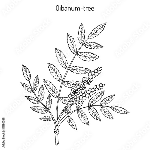 Olibanum-tree Boswellia sacra , or frankincens, aromatic tree.