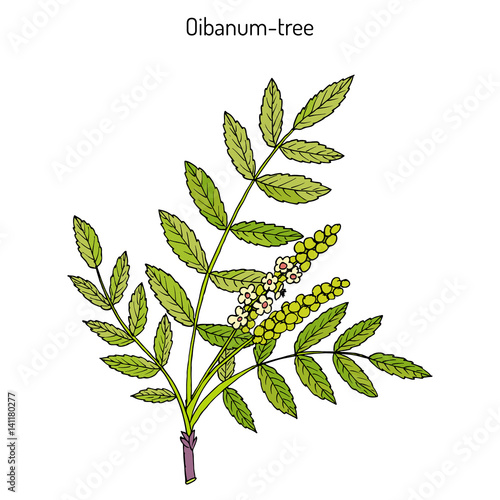 Olibanum-tree Boswellia sacra , or frankincens, aromatic tree