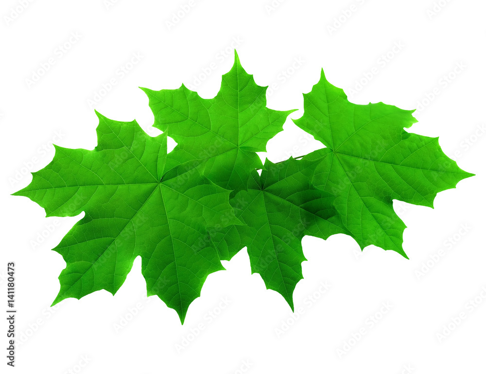 Green lush spring maple leaves isolated on white background Green lush spring maple leaves isolated on white background