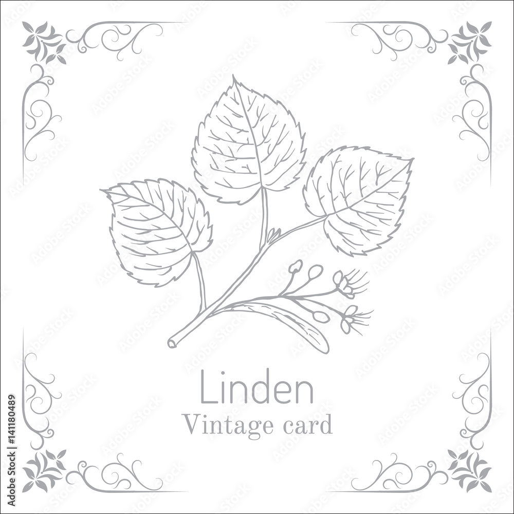 Linden branch with leaves and flowers. Vintage card
