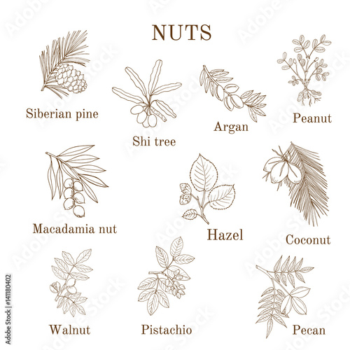 Collection of different nut branches