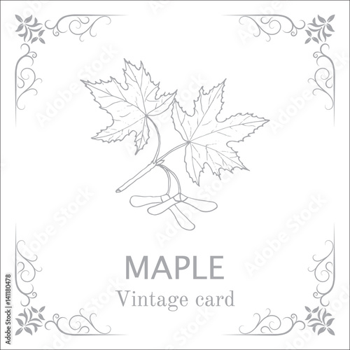 Maple branch with leaves and seeds. Vintage card