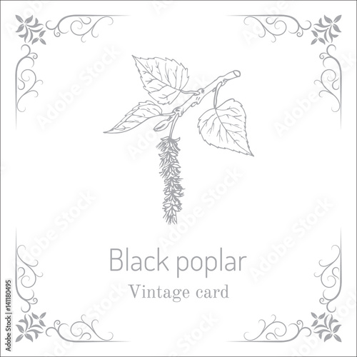 Populus nigra, black poplar. Vintage card.