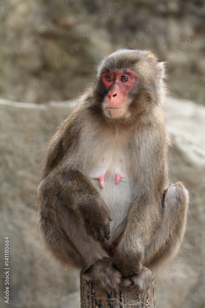 wild Japanese monkey in Beppu, Oita, Japan