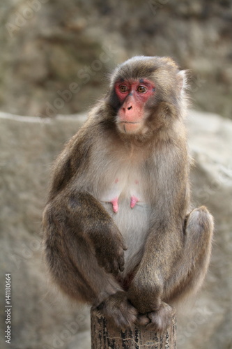 wild Japanese monkey in Beppu  Oita  Japan